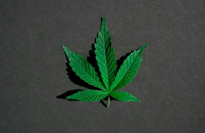 Jakie odmiany marihuany rosną najszybciej?