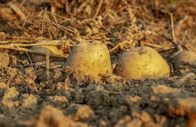 Zabiegi fungicydowe burak cukrowy: ochrona plonów przed chorobami grzybowymi